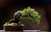 Mini Bonsai Tree